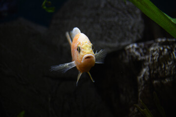 Focus on a yellow Nyasa peacock fish facing the camera in an aquarium. 