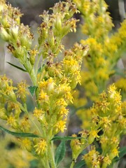 Flowers in autumn. Solidago virgaurea