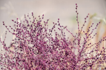 Dysphania atriplicifolia (synonym Cycloloma atriplicifolium), winged pigweed, tumble ringwing,...