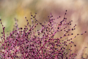 Dysphania atriplicifolia (synonym Cycloloma atriplicifolium), winged pigweed, tumble ringwing,...