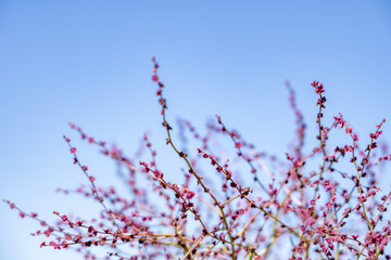 Dysphania atriplicifolia (synonym Cycloloma atriplicifolium), winged pigweed, tumble ringwing, plains tumbleweed, tumble-weed.  E 500 Rd N, Saint Anthony, Fremont County, Idaho. Snake River Plain