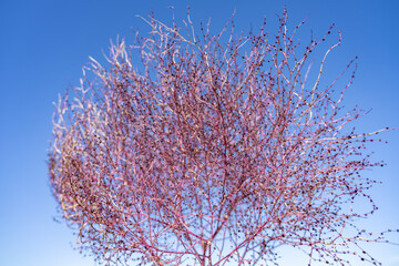 Dysphania atriplicifolia (synonym Cycloloma atriplicifolium), winged pigweed, tumble ringwing,...