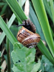snail on a blade of grass