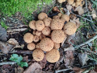 mushrooms in the roots of the stump. Pholiota squarrosa