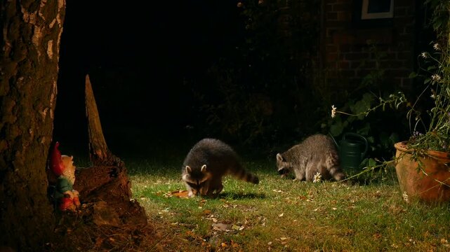 racoon with baby searching for food in garden at night 9
