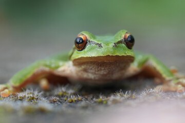 A vibrant green Pacific tree frog Pseudacris regilla sits in close-up, displaying its wet skin and reflective eyes.