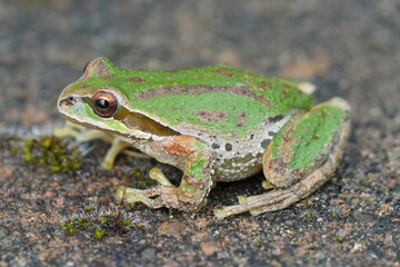 Pacific Green tree frog Pseudacris regilla with brown stripes on a rough, textured surface with moss. The amphibian stares forward with its shiny eyes.