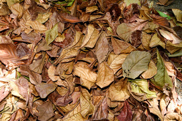 Pile of Dry Brown Leaves for Composting and Autumn Background