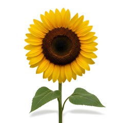 Obraz premium Vibrant Sunflower Bloom Isolated on White Background