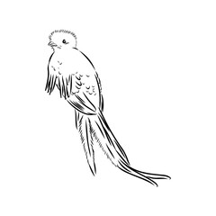 Quezal, bird, vector sketch illustration