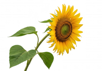 Bright yellow sunflower bloom isolated on a transparent background