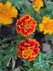 Flowers in autumn. Tagetes