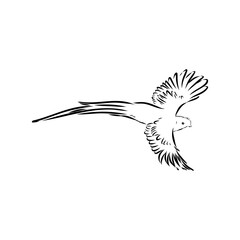Quezal, bird, vector sketch illustration