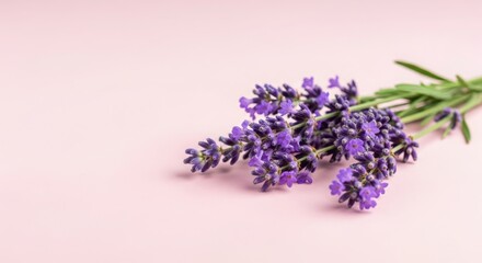 Sprig of fragrant lavender flowers on a light pink background, studio shot