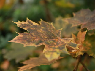 autumn maple leaves on a background of foliage and grass.