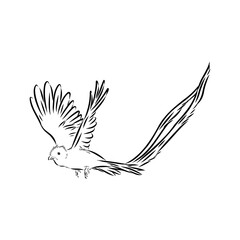 Quezal, bird, vector sketch illustration