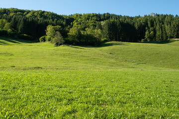A valley in the Alps, a perfect lawn flooded with light and a coniferous forest
