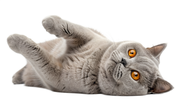 Adorable grey British Shorthair cat lying on its back with orange eyes animal domestic