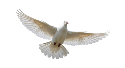 Fototapeta premium dove isolated on white background
