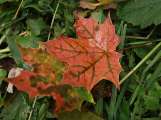 autumn maple leaves on a background of foliage and grass.