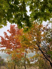 Red, yellow, and green maple leaves contrast beautifully against a gray autumn sky, capturing the vibrant colors of fall foliage.