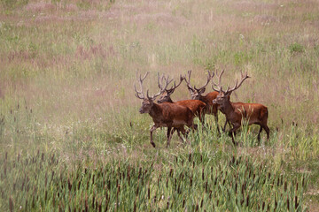 stado jeleni byki poroże rykowisko, jelenie w mieście © Colorful Soul