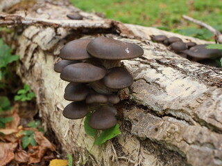 inedible agaricus mushroom with bottom side black colored fungi.