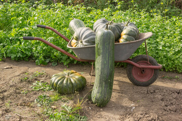 Pumpkins removed from the field and immersed in a cart