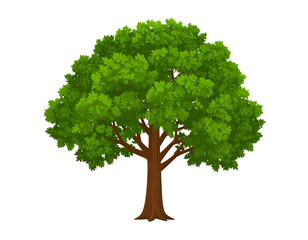 Baum isoliert auf weißem Hintergrund – freigestellte Natur in hoher Auflösung