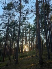 sunset in a pine forest
