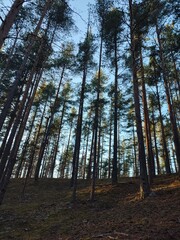 sunset in a pine forest