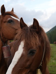 Fototapeta premium Wild horses grazing in green meadow Beautiful horses in nature