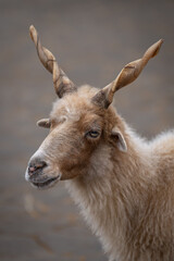 Portrait of an adult goat with spiral horns.
