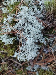 Cladonia rangiferina in the forest
