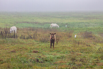 Fototapeta premium Brown Goat Staring at Camera in Foggy Pasture with Grazing Goats in Background