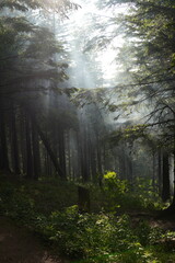 Fototapeta premium Green forest background with sunlight and trees