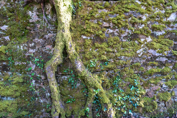 Mossy stones on the ruined walls of a medieval castle, romantic fantasy texture