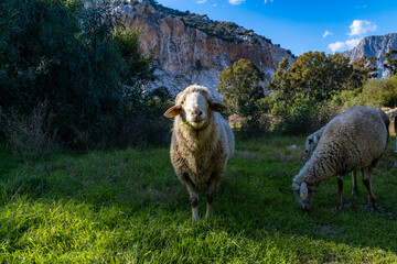 Two sheep grazing in a meadow - one eating grass, the other watching the camera - with majestic...