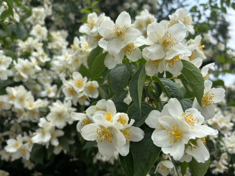 Jasmin flowers in garden. Philadelphus flowering bush closeup, mock orange fragrant blossom