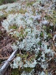 Cladonia rangiferina in the forest