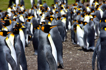 King Penguin Colony at Volunteer Point, Falkland Islands