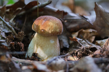 Close-up of Boletus edulis (cep, penny bun, porcino or porcini) in autumn forest