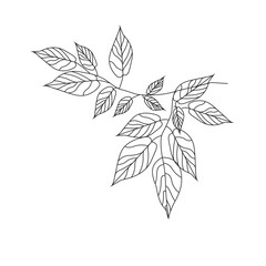 Fresh Green Leaf with Natural Light and Soft Focus Background