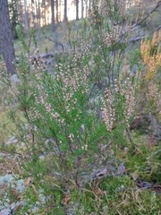 cozy pine forest in autumn