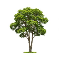 Fototapeta premium Lush Green Tree Isolated on White Background for Nature and Landscape Concepts