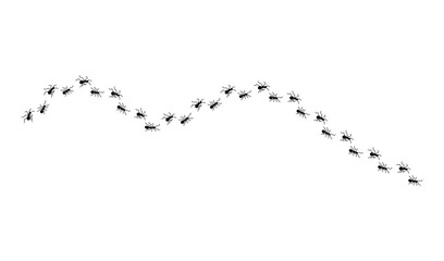 Ant trail isolated on white background, following a path