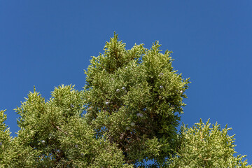 Juniperus osteosperma (Utah juniper; syn. J. utahensis) is a shrub or small tree. North Menan Butte Trail, tuff cones - volcanoes. Madison County, Idaho. Snake River Plain.