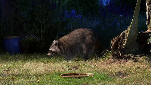 racoon searching for food in garden at night 10