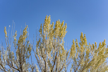 Artemisia tridentata, Sagebrush. North Menan Butte, tuff cones - volcanoes.Twin Butte Rd, Madison County, Idaho. Snake River Plain.