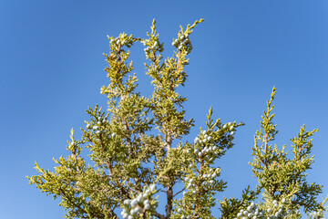 Juniperus osteosperma (Utah juniper; syn. J. utahensis) is a shrub or small tree. North Menan Butte Trail, tuff cones - volcanoes. Madison County, Idaho. Snake River Plain.